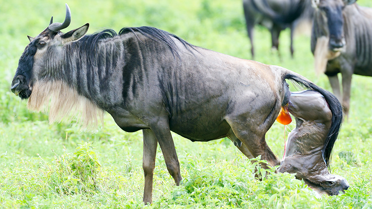 Calving Season — newborn wildebeest calves on the Serengeti plains
