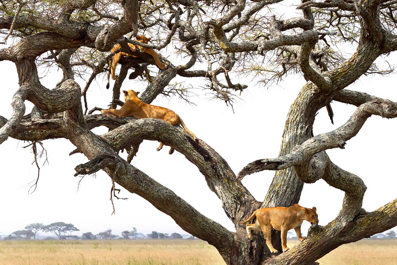 Lake Manyara National Park Safari | Tree-Climbing Lions & Birdlife Haven