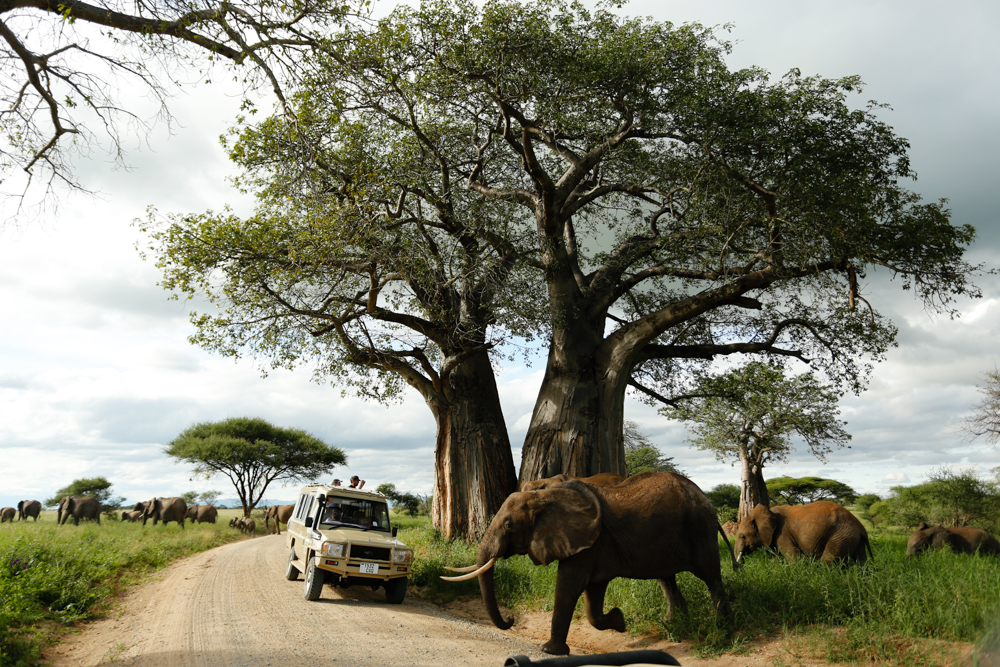 Trangire-national-park